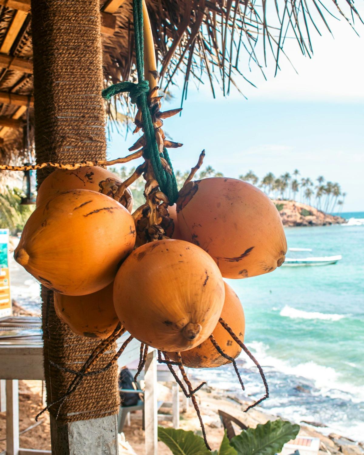 King coconuts hanging by the sea