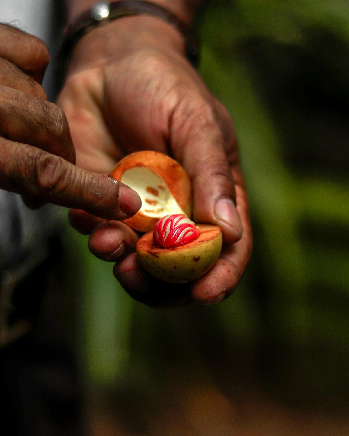 Fresh nutmeg and mace from a Matale spice garden
