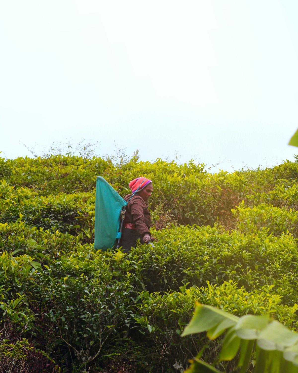 Tea plucker on an estate near Nuwara Eliya